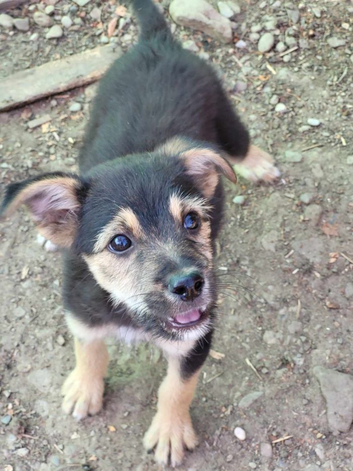 BIOMAN - Chiot mâle croisé de taille petite à moyenne à l'âge adulte - Né environ en Avril 2024 - Refuge de Monica - Pris en charge par une autre association 45051210