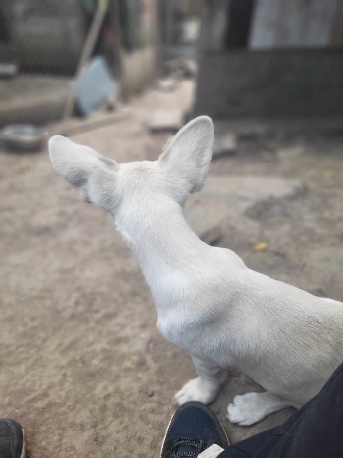 SIDI (ex SIDONIE) - Chiot femelle croisée de petite taille à l'âge adulte - Née environ en Mars 2024 - Refuge de Monica - Adoptée par Jenny en France ( département 08 ) 45055310