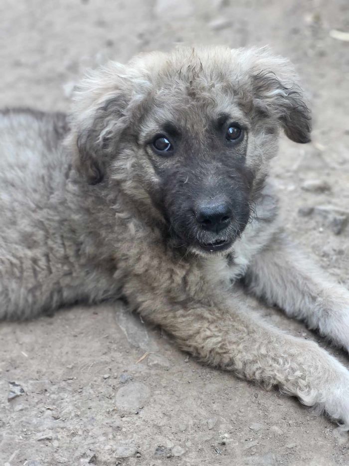 kibito - KIBITO - Chiot mâle croisé Berger Roumain de grand taille à l'âge adulte - Né environ en Mars 2024 - Refuge de Monica 45056010