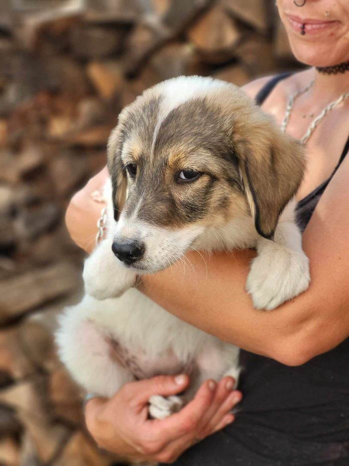 CHAPI - Chiot femelle croisée de taille moyenne à l'âge adulte - Née environ en Mars 2024 - Refuge de Monica- Réservée à l'adoption par Nathalie en France ( département 27) 45056911