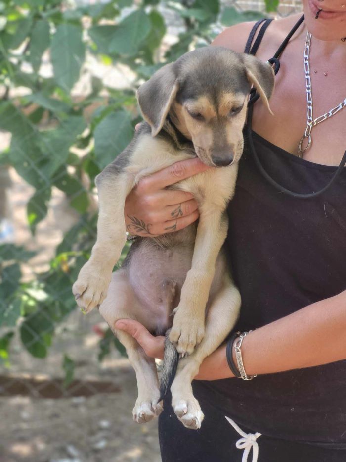 PANCHO - Chiot mâle croisé de taille moyenne à l'âge adulte - Né environ en Avril 2024 - Refuge de Monica 45056914