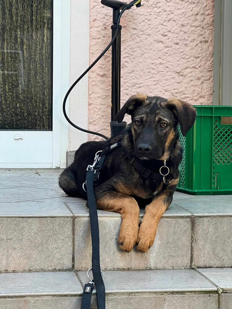 YENA - Chiot femelle croisée de taille moyenne à l'âge adulte - Née environ en Janvier 2024 - Refuge de Monica - Adoptée par Liz en Allemagne  45057410