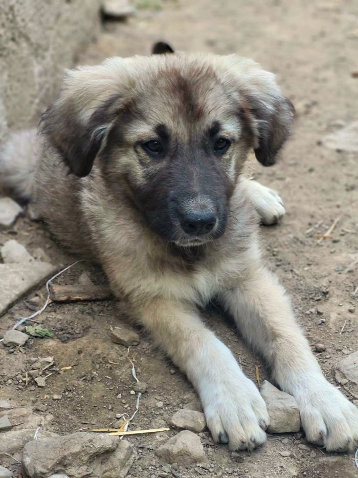 KRILIN - Chiot mâle croisé Berger Roumain de grande taille à l'âge adulte - Né environ en Mars 2024 - Refuge de Monica - Réservé à l'adoption par Anaïs en Belgique 45057419