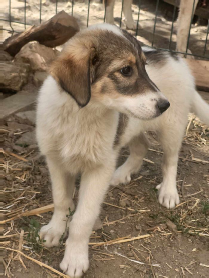 VANILLE (ex CHAPI) - Chiot femelle croisée de taille moyenne à l'âge adulte - Née environ en Mars 2024 - Refuge de Monica- Réservée à l'adoption par Nathalie en France ( département 27) 45058512