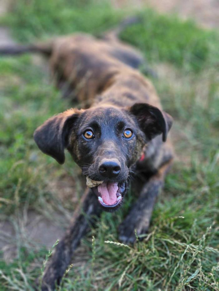 CARAMEL - Chiot mâle croisé de taille petite à moyenne à l'âge adulte - Né environ en Janvier 2024 - Refuge d'Aurelia - En famille d'accueil chez Nelly en France (dpt 28) 45072811