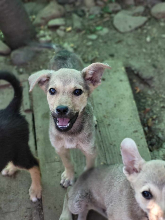 PUNKY - Chiot femelle croisée de taille petite à moyenne à l'âge adulte - Née environ en Avril 2024 - Refuge de Monica - Prise en charge par une autre association 45078413