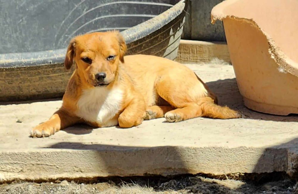 MAYA - Chiot femelle croisée de petite taille à l'âge adulte - Née environ en Janvier 2024 - Refuge de Oana - Adoptée par Samantha en France ( département 77 ) 45078510