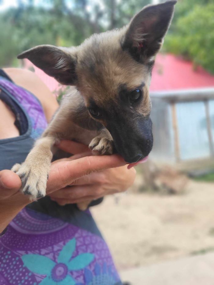 CANDY - Chiot femelle croisée de taille petite à moyenne à l'âge adulte - Née environ en Mars 2024 - Refuge de Monica 45079714