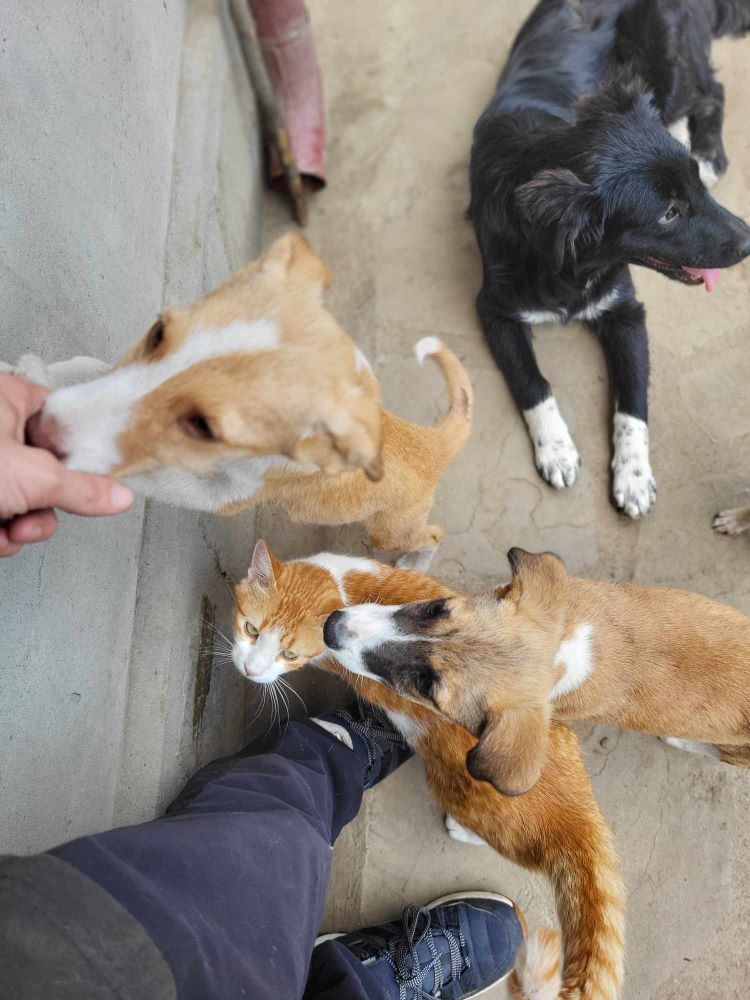 PENNY - Chiot femelle croisée de taille moyenne à l'âge adulte - Née environ en Mars 2024 - Refuge de Monica 45079911