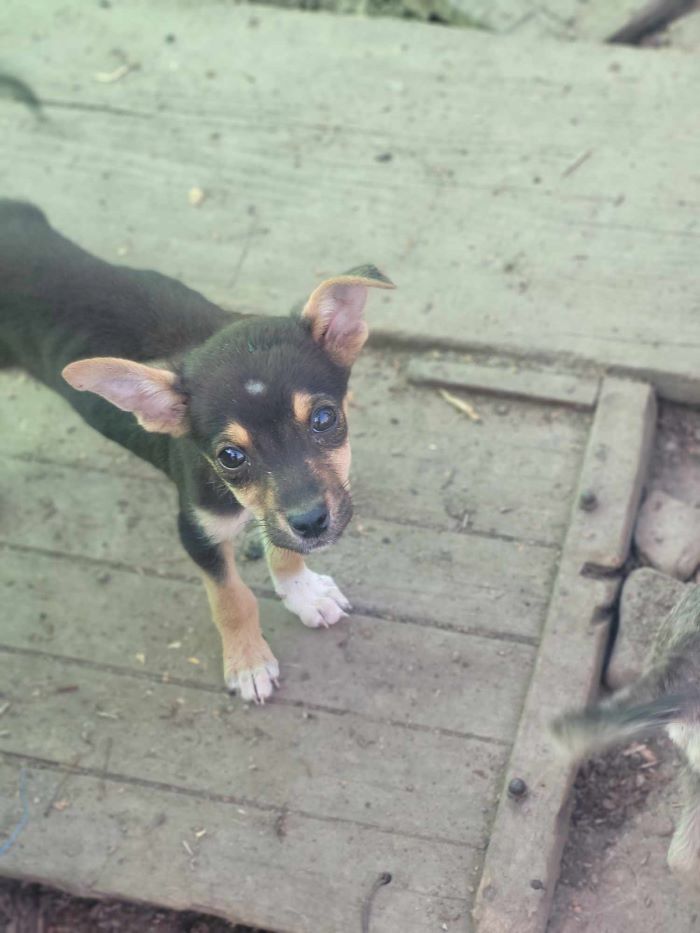 CHARLIE (ex ZIAA) - Chiot femelle croisée de taille petite à moyenne à l'âge adulte - Née environ en Avril 2024 - Refuge de Monica - Adoptée par Bérénice en France ( département 91 ) 45090414