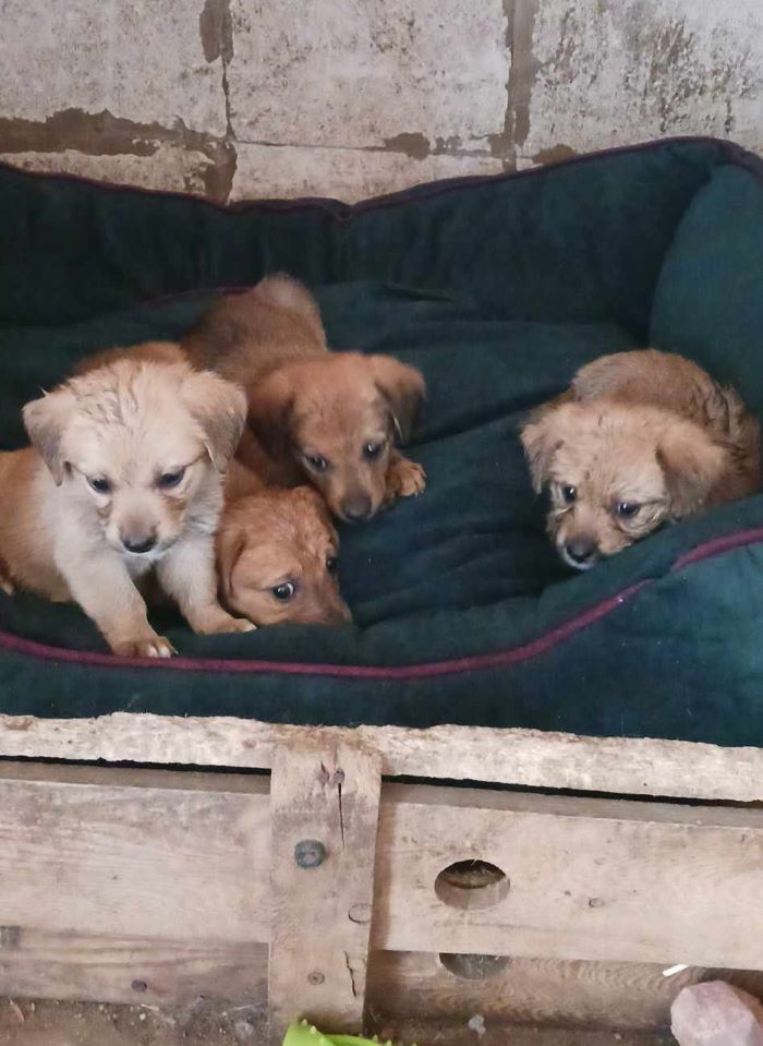 MASAÏ (ex ADRIANA) - Chiot femelle croisée de petite taille adulte - Née environ en Mai 2024 - Refuge d'Aurelia - Réservée à l'adoption par Anthony en France (département 38) 45101110