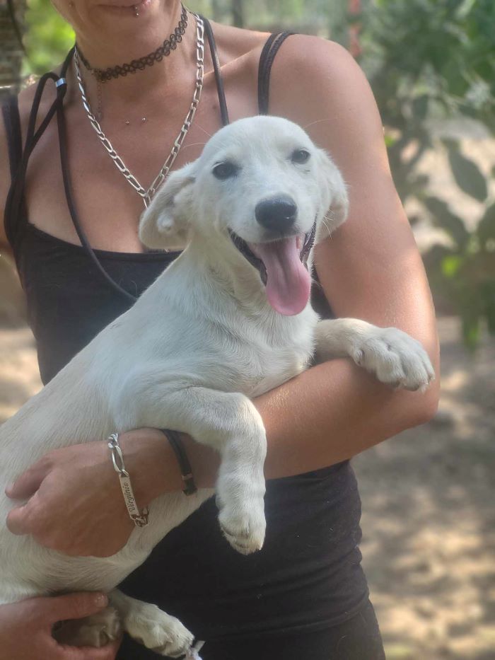 SIDI (ex SIDONIE) - Chiot femelle croisée de petite taille à l'âge adulte - Née environ en Mars 2024 - Refuge de Monica - Adoptée par Jenny en France ( département 08 ) 45106510