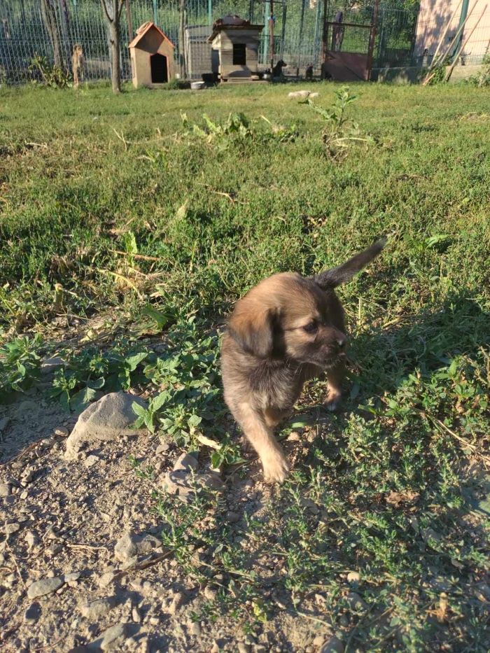 MIKA (ex SUSANA) - Chiot femelle croisée de petite taille à l'âge adulte - Née environ en Mai 2024 - Refuge de Monica - Réservée à l'adoption par Laurence en France ( département 53 ) 45110814