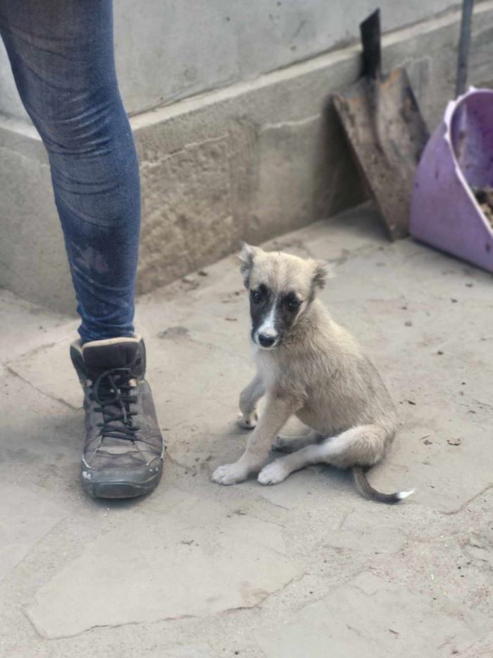 BABETTE - Chiot femelle croisée de taille petite à moyenne à l'âge adulte - Née environ en Mars 2024 - Refuge de Monica- Réservée à l'adoption par Mélissa en France ( département 63) 45131410