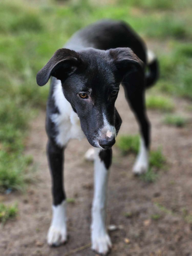 CLAFOUTIS² - Chiot mâle croisé de taille moyenne à l'âge adulte - Né environ en Février 2024 - Refuge de Monica - En famille d'accueil chez Nelly en France ( dpt 28 ) - Adopté par Lydia en France ( département 28 ) 45145411