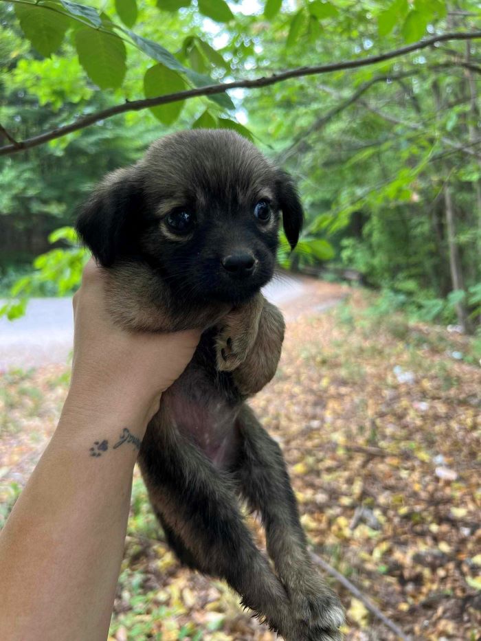 SUSANA - Chiot femelle croisée de petite taille à l'âge adulte - Née environ en Mai 2024 - Refuge de Monica - Réservée à l'adoption par Laurence en France ( département 53 ) 45147013