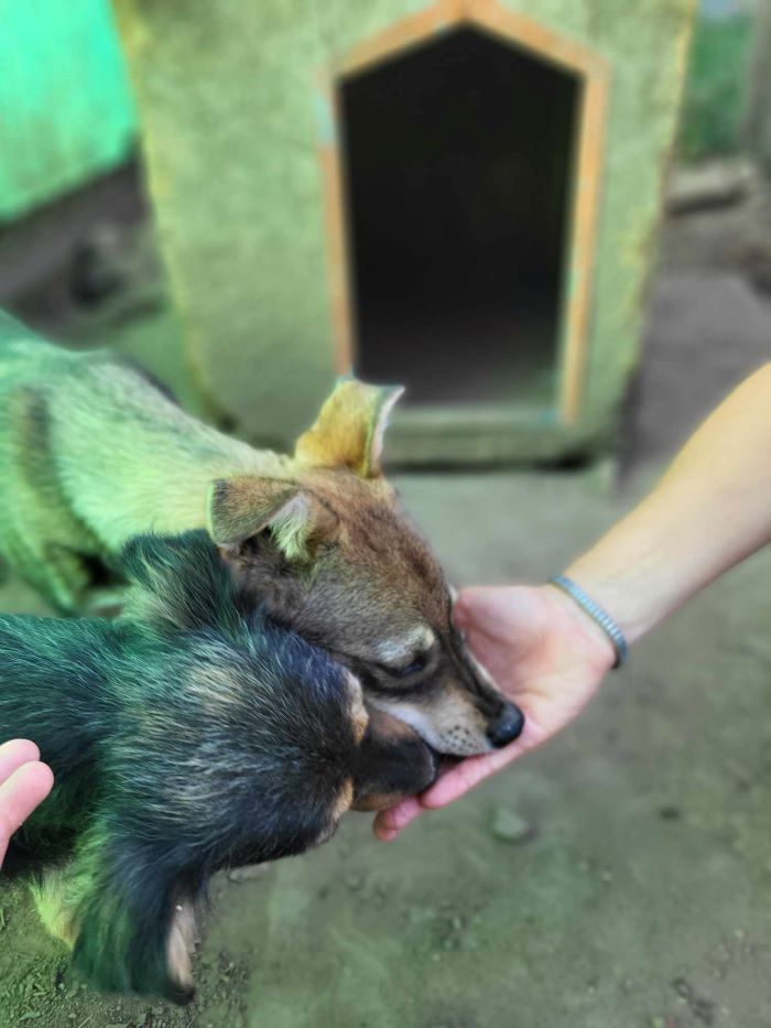 SAMBA (ex CHOUQUETTE) - Chiot femelle croisée de taille moyenne à l'âge adulte - Née environ en Janvier 2024 - Refuge de Monica- Réservée à l'adoption par Isabelle en France ( département 89) 45149511