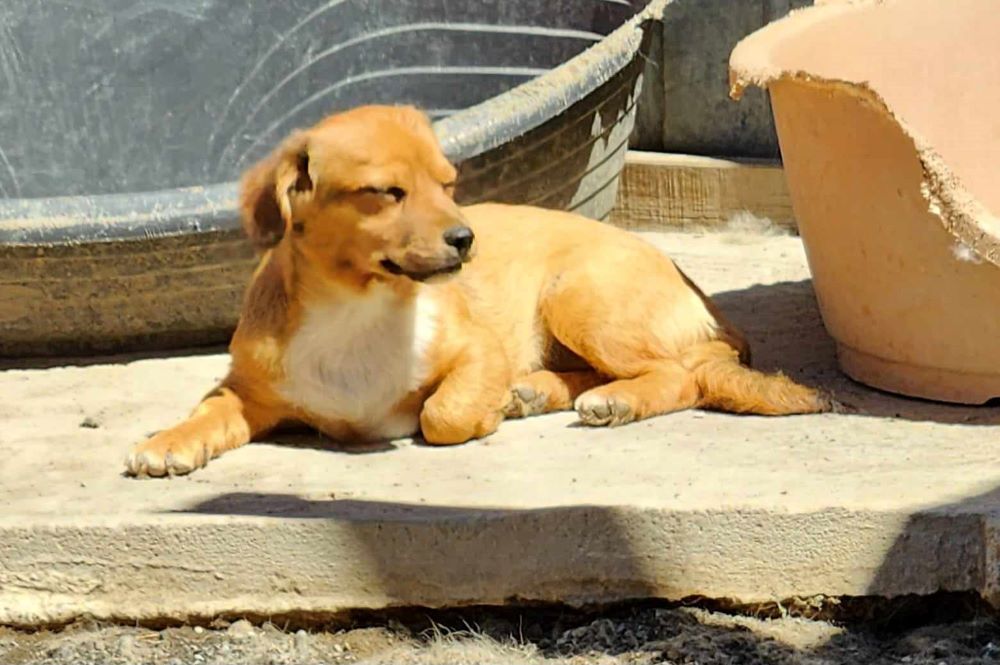 MAYA - Chiot femelle croisée de petite taille à l'âge adulte - Née environ en Janvier 2024 - Refuge de Oana - Adoptée par Samantha en France ( département 77 ) 45169610