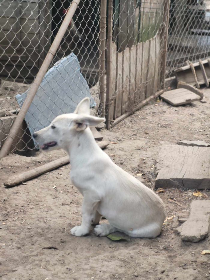 SIDI (ex SIDONIE) - Chiot femelle croisée de petite taille à l'âge adulte - Née environ en Mars 2024 - Refuge de Monica - Adoptée par Jenny en France ( département 08 ) 45195711