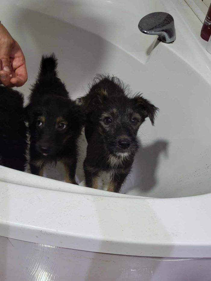 BARBOUILLE - Chiot femelle croisée de taille petite à moyenne à l'âge adulte - Née environ en Avril 2024 - Refuge de Monica 45224310