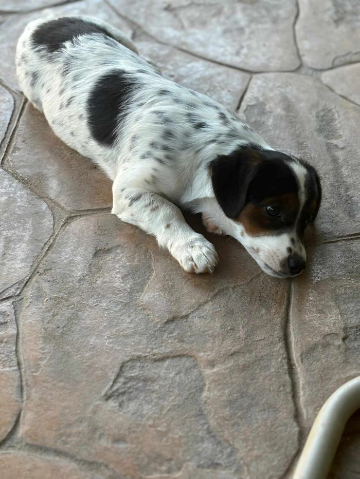 POPPY - Chiot femelle croisée de petite taille à l'âge adulte - Née environ en Février 2024 - Refuge de Luminita - Adoptée par Shirley en France ( département 57 ) 45228810