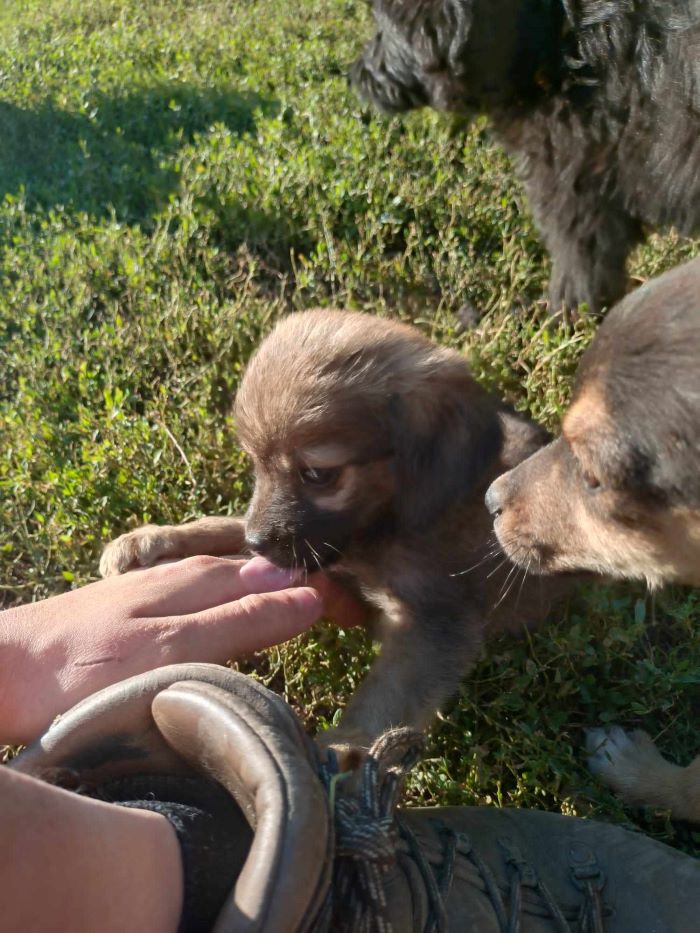 SUSANA - Chiot femelle croisée de petite taille à l'âge adulte - Née environ en Mai 2024 - Refuge de Monica - Réservée à l'adoption par Laurence en France ( département 53 ) 45231210