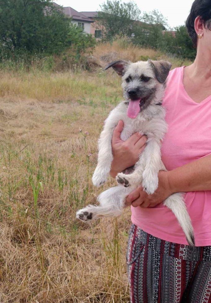 KEMBA - Chiot femelle croisée de petite taille à l'âge adulte - Née environ en Décembre 2023 - Refuge de Ozana 45297011