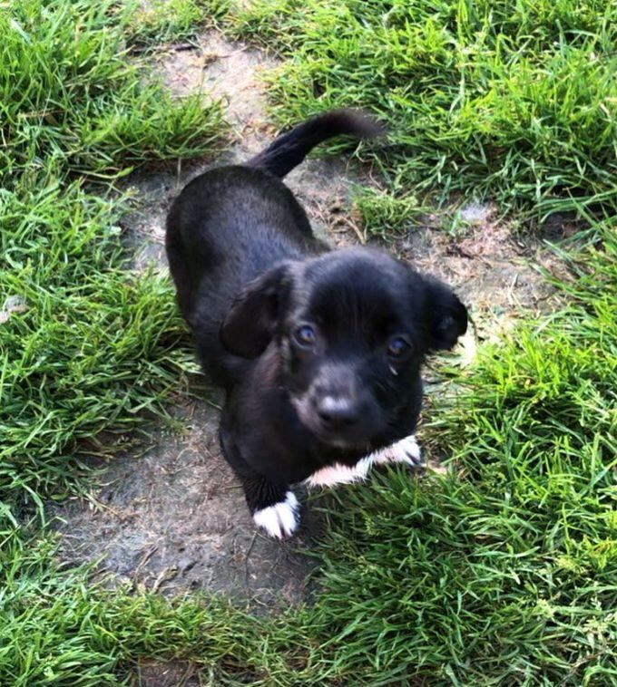 TILLY (ex ALIENOR) - Chiot femelle croisée de petite taille à l'âge adulte - Née environ en Avril 2024 - Refuge d'Aurelia - Adoptée par Fabrice en Belgique 45425710