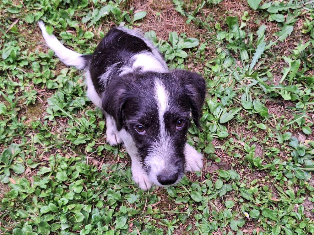 GUS (TITUS) - Chiot mâle croisé de taille petite à moyenne à l'âge adulte - Né environ en Avril 2024 - Refuge d'Aurelia - En famille d'accueil chez Sandra en France ( département 77 ) 45434710