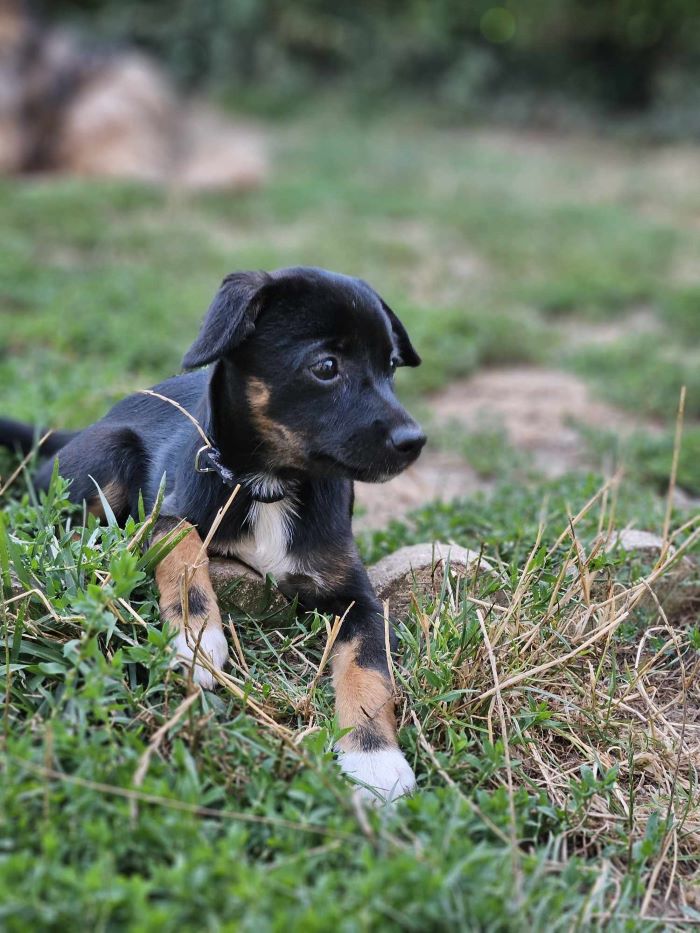 BIDOUILLE (ex AUGUSTE) - Chiot mâle croisé de petite taille à l'âge adulte - Né environ en Mars 2024 - Refuge d'Aurelia - Adopté par Isabelle en France ( département 69) 45471710