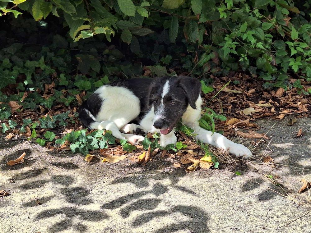 GUS (TITUS) - Chiot mâle croisé de taille petite à moyenne à l'âge adulte - Né environ en Avril 2024 - Refuge d'Aurelia - En famille d'accueil chez Sandra en France ( département 77 ) 45516410