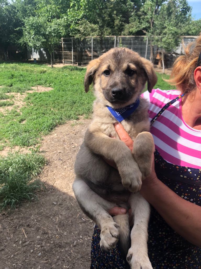 MAESTRO - Mâle  de taille moyenne à l'âge adulte, né fin février 2019 - CHEZ CARMINA A BUCAREST - ADOPTE PAR LIONEL (89) 61006510