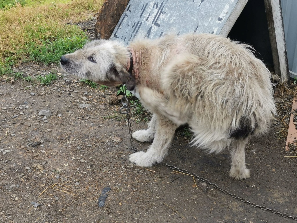 POLLY (ex CORA) - femelle croisée Mioritic de taille moyenne - née environ en juin 2017 - PASCANI - REMEMBER ME LAND - Adoptée par Julie (59) - Retour à l’adoption DECEDEE 62209610