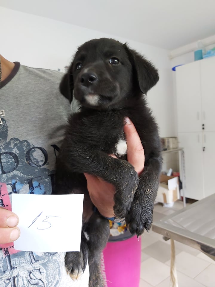 JACINTHE - Chiot femelle - taille moyenne à l'âge adulte - Née en avril 2019 - REMEMBER ME LAND - PASCANI- réservée adoption par Andreea (Belgique)- décédée  64514610