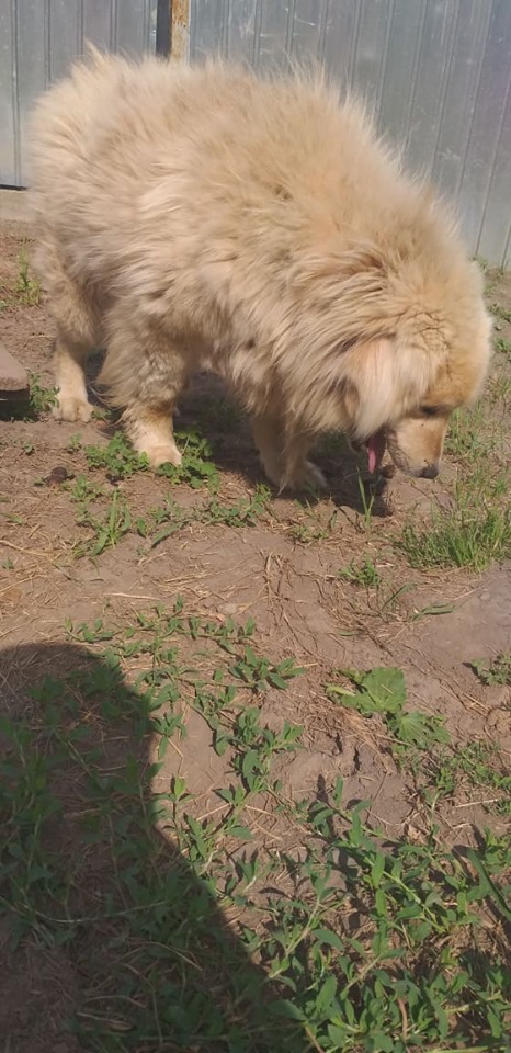 POUFFY - Mâle croisé golden retriever / chow chow taille moyenne - Né environ en juin 2007 - adopté par Alizée (63) - décédé - Page 2 64762710