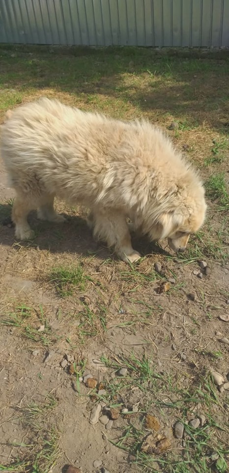 POUFFY - Mâle croisé golden retriever / chow chow taille moyenne - Né environ en juin 2007 - adopté par Alizée (63) - décédé - Page 2 64784910