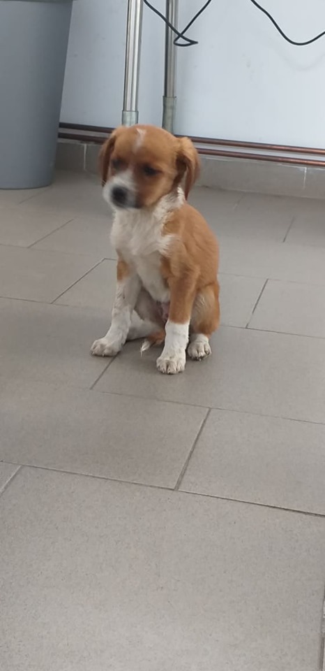 JUICY - Chiot femelle - taille petite à moyenne à l'âge adulte - Née en avril 2019 - REMEMBER ME LAND - PASCANI- adoptée par Julien (31) - Décédée  66061310