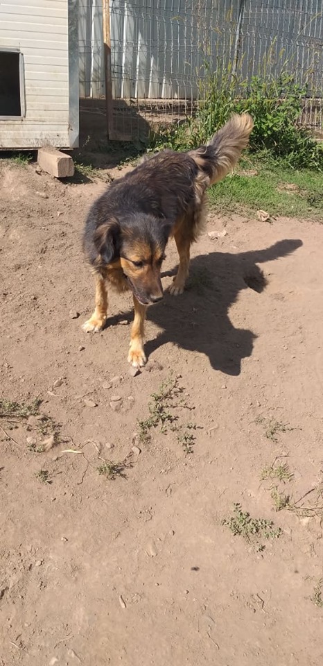 FREEZE - femelle croisée Berger Allemand de grande taille, née en 2015. Maman de Cold  (PASCANI) -  REMEMBER ME LAND - ADOPTEE EN ROUMANIE 66450310