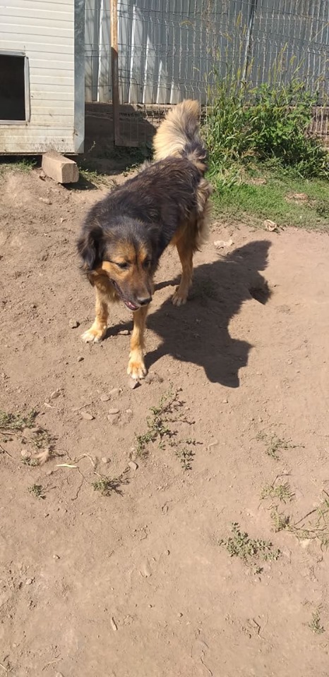 FREEZE - femelle croisée Berger Allemand de grande taille, née en 2015. Maman de Cold  (PASCANI) -  REMEMBER ME LAND - ADOPTEE EN ROUMANIE 66456810