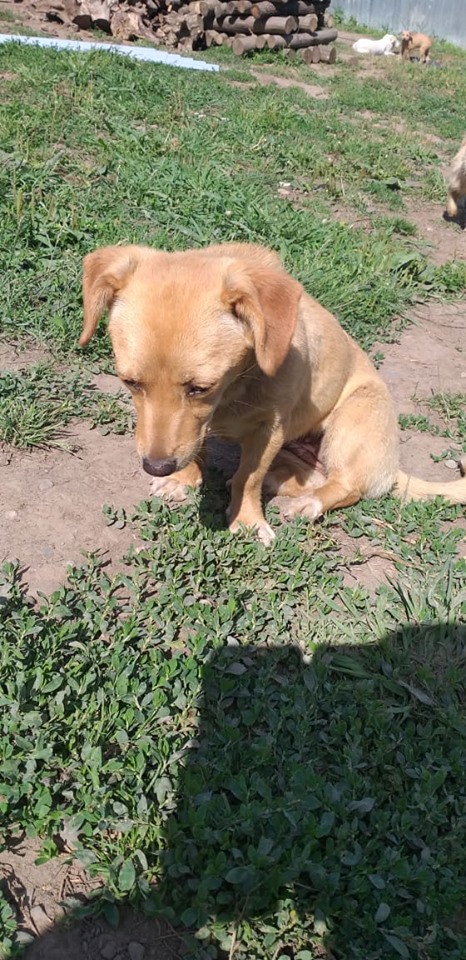 LINA- Jolie femelle croisée de taille mini (5 kg), née en mai 2018 - REMEMBER ME LAND - Adoptée par Régine (67)  67150810