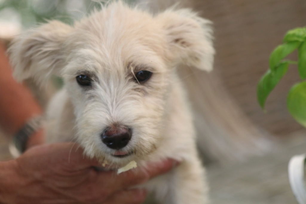 NORTH - Chiot Mâle - Taille moyenne à l'âge adulte - Né en mars 2019 - adopté par Manuela (Belgique) 67304210