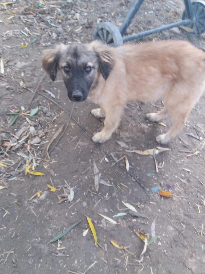 MARA - Chiot femelle de petite à moyenne taille à l'âge adulte - Née environ en Juillet 2019 - Refuge de Geta - Adoptée par Isabelle en Belgique 82517910