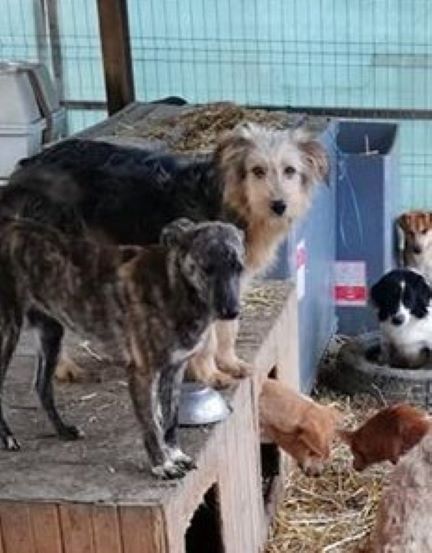 EMMI - Chiot femelle de taille moyenne à l'âge adulte - Née en Juin 2019 - Refuge de Gabriela - Réservée adoption via une autre asso 86430110