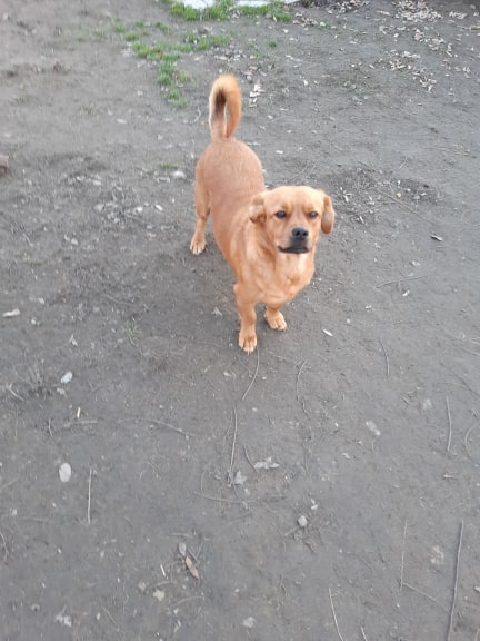 BILLY - Mâle croisé de petite taille (13 kg) - Né environ en 2015 - Adopté par Patricia (départ 30)  86973510