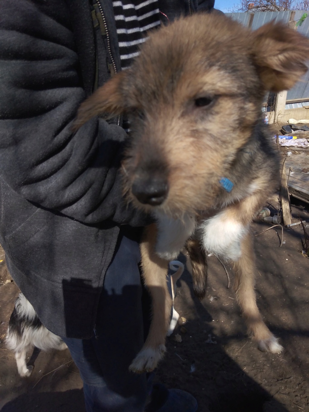 OLIVER - Chiot mâle de taille petite à moyenne à l'âge adulte - Né environ en Janvier 2020 - Refuge de Geta - Adopté par Tatiana en Belgique 87879810