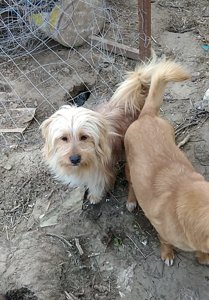 JAXX- Mâle croisé de petite taille - Né environ en Mars 2019 - Refuge de Geta - adopté par Tessa en Belgique 90716811