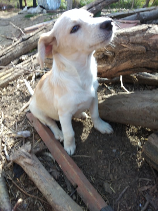 MOSKO - (ex LEO) - Chiot mâle de taille petite à moyenne à l'âge adulte - Né environ en Octobre 2019 - Refuge de Geta - Adopté par François-Xavier et Victoria (92) 90823210