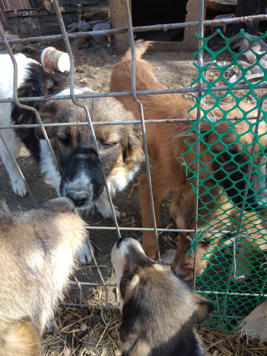 MILLY - Chiot femelle de taille moyenne à l'âge adulte (12 kg) - Née environ en Juin 2019 - Refuge de Geta - Adoptée par Cédric (30) 90892310