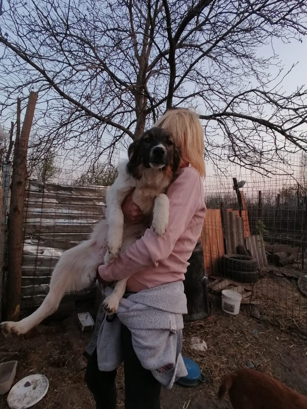 MILLY - Chiot femelle de taille moyenne à l'âge adulte (12 kg) - Née environ en Juin 2019 - Refuge de Geta - Adoptée par Cédric (30) 92613010