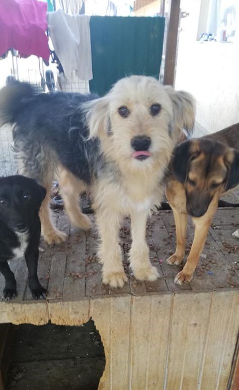 PUFI - Chiot mâle de taille moyenne à l'âge adulte - Né environ en Juin 2019 - Refuge de Gabriela - Réservé adoption via une autre asso  95626511